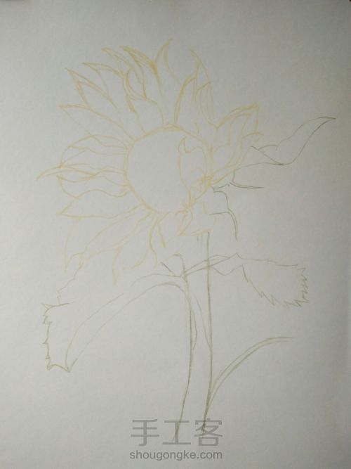 彩铅画向日葵 第2步