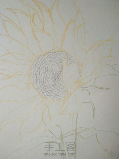 彩铅画向日葵 第6步