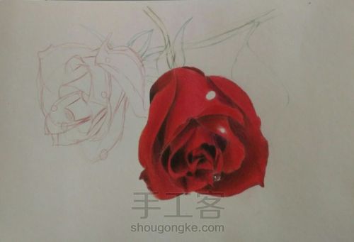 彩铅画玫瑰 第2步