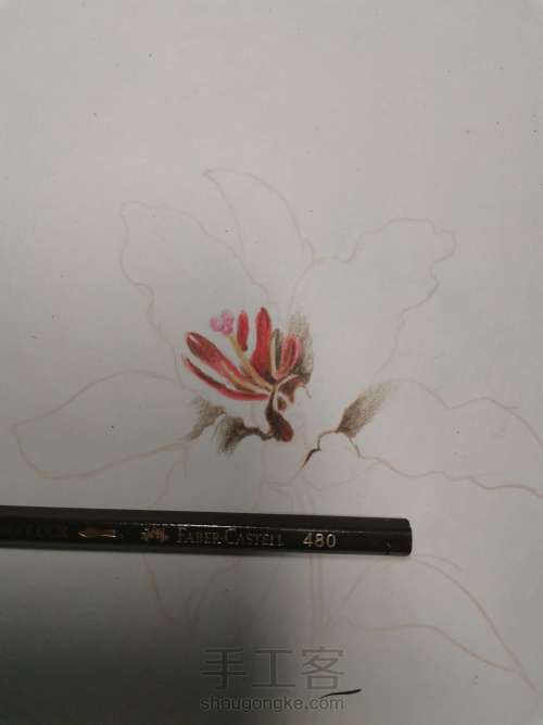 【详细教程】彩铅画一朵花瓣 第4步