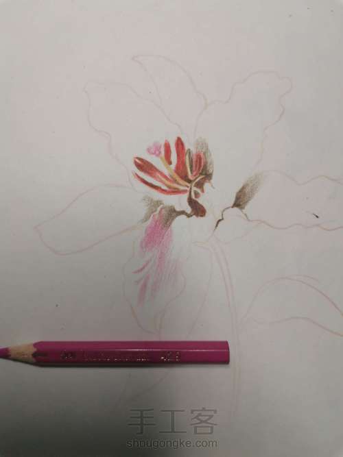 【详细教程】彩铅画一朵花瓣 第5步