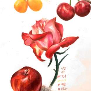 彩铅月季花【附色号】