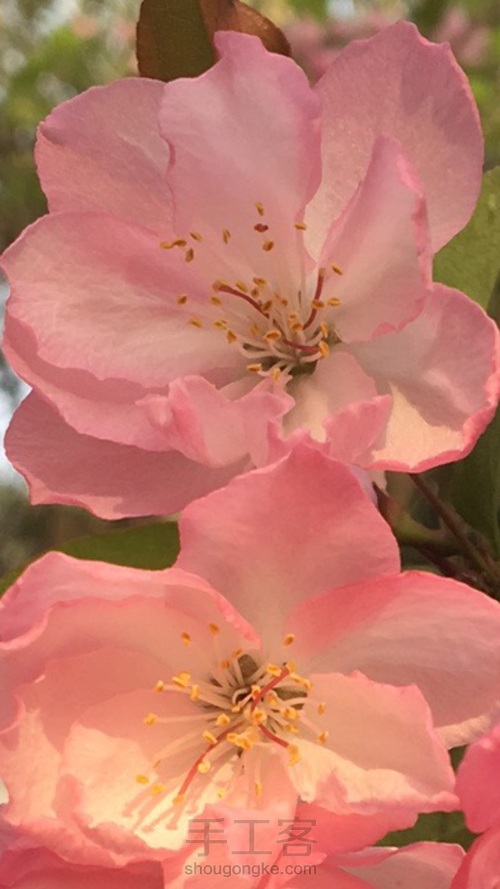 彩铅粉色花朵 第6步