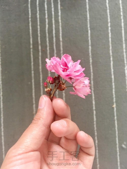 樱花花枝滴胶标本 第10步