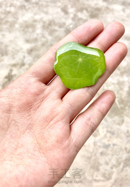 翠绿欲滴的滴胶叶子 第1步