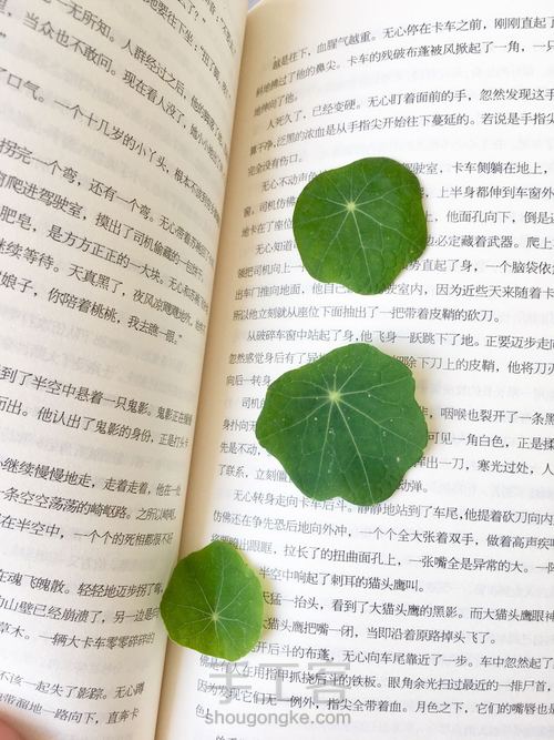 翠绿欲滴的滴胶叶子 第3步