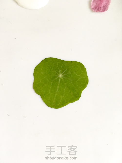 翠绿欲滴的滴胶叶子 第6步