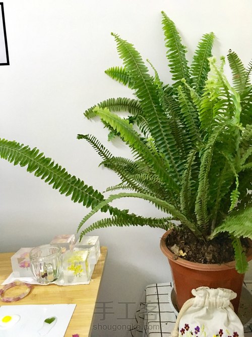 滴胶蕨叶书签 第2步