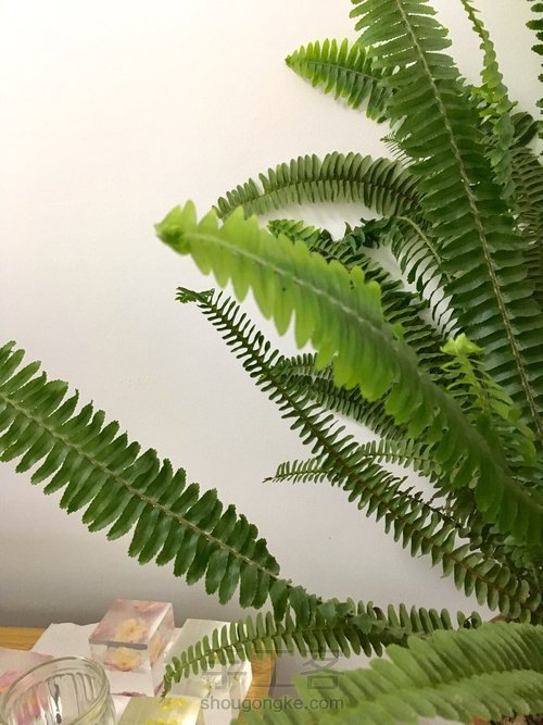 滴胶蕨叶书签 第3步