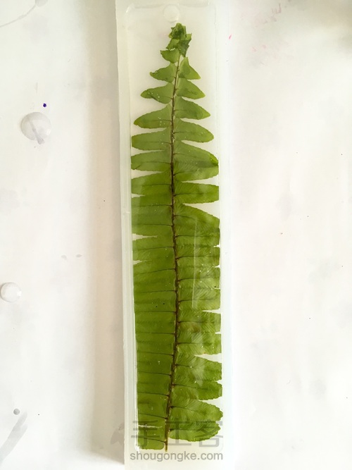 滴胶蕨叶书签 第13步