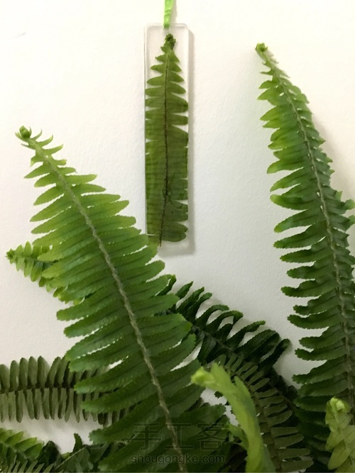 滴胶蕨叶书签 第16步