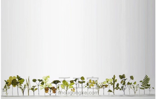 桌面上的小森林 第32步