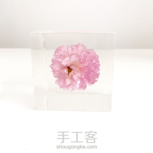 樱花标本 第1步