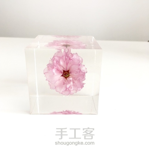 樱花标本 第2步