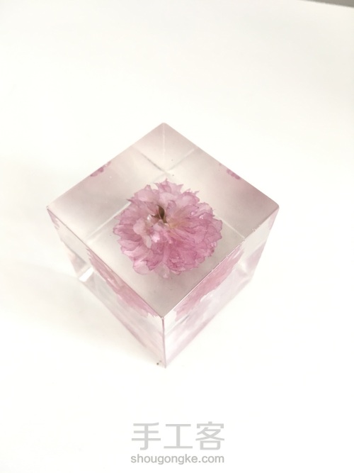 樱花标本 第3步