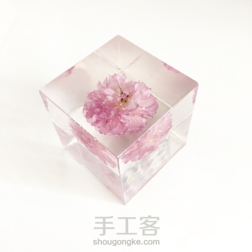 樱花标本 第5步