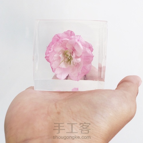 樱花标本 第7步