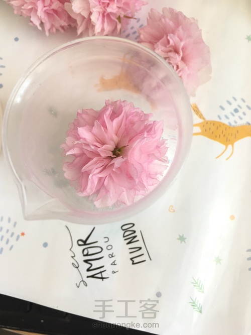 樱花标本 第12步