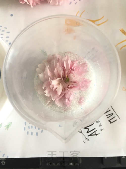 樱花标本 第13步