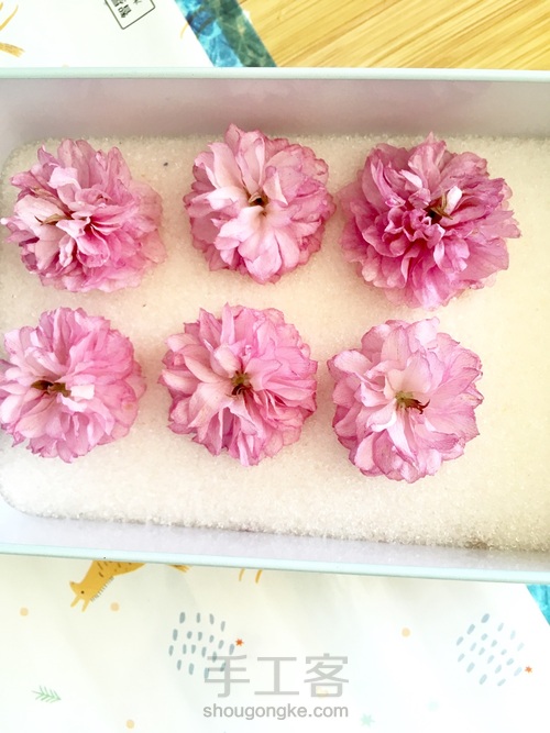 樱花标本 第17步