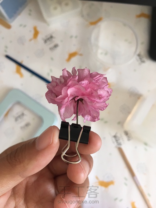 樱花标本