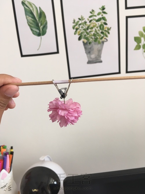 樱花标本