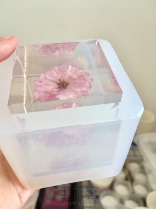 樱花标本 第47步