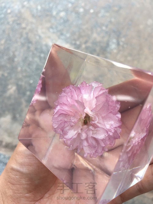 樱花标本 第49步