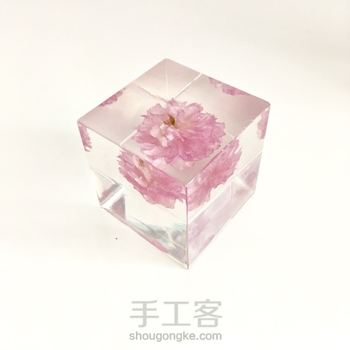 樱花标本 第50步