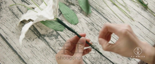 婀娜多姿的清秀佳人—手工皱纹纸DIY白色百合花 第40步