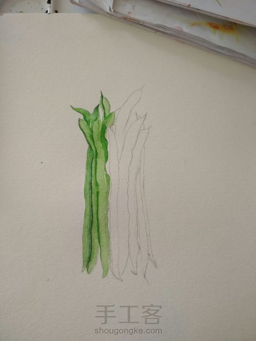 水彩豆角 第2步