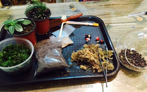 姑娘：一花一世界，一草一天堂 第1步