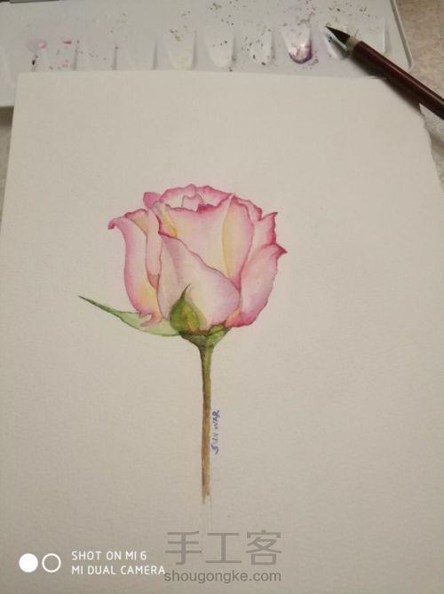 一朵粉红色的玫瑰，一段粉红色的回忆 第5步