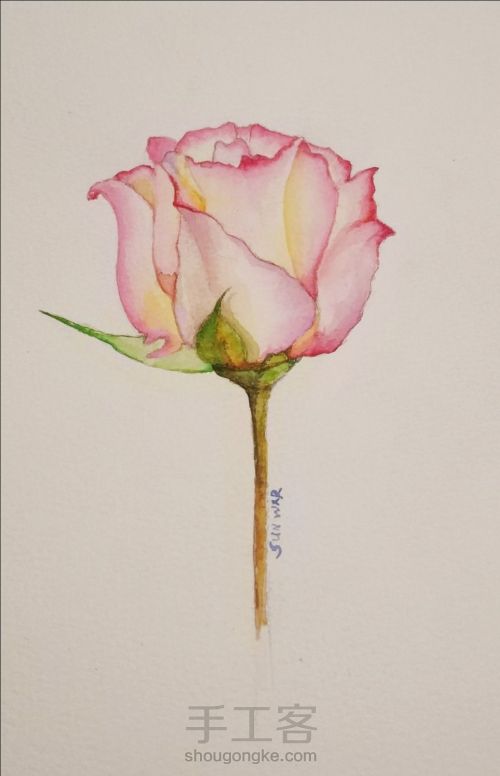 一朵粉红色的玫瑰，一段粉红色的回忆 第6步