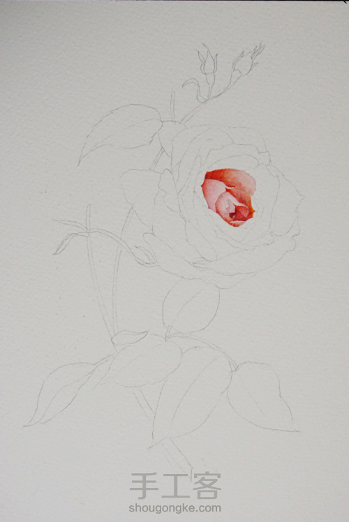 玫瑰画水彩花卉教程 第1步