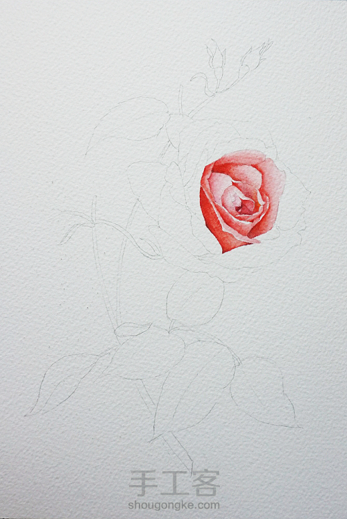 玫瑰画水彩花卉教程 第2步