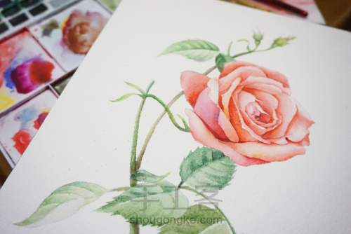 玫瑰画水彩花卉教程 第6步