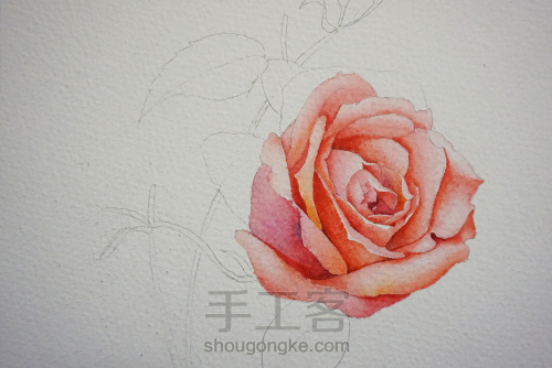 玫瑰画水彩花卉教程 第4步