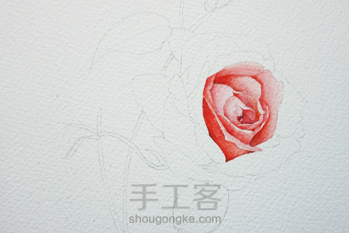 玫瑰画水彩花卉教程 第3步