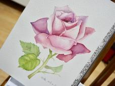 淡紫色的玫瑰花非常好看，感觉颜色特别温柔😄大家学起来吧