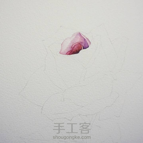 淡淡紫色玫瑰花水彩画教程 第2步
