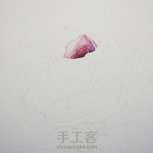 淡淡紫色玫瑰花水彩画教程 第2步