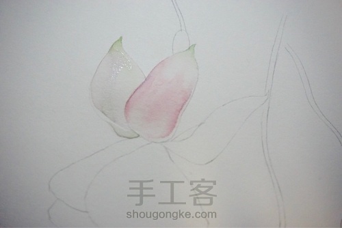 来一个水彩倒挂金钟😄 第2步