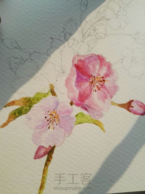 手绘樱花明信片 第3步