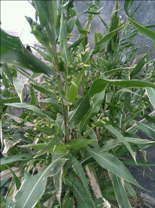 用草珠子串的风铃 第1步