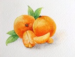 画橘子，将近一个月忙着弄公众号：说画话儿。所以，对不起大家久等了，这次的橘子有用心拍照哦