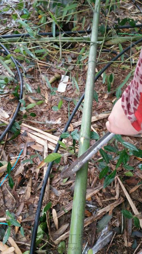 竹编基础之砍竹子方法 第11步