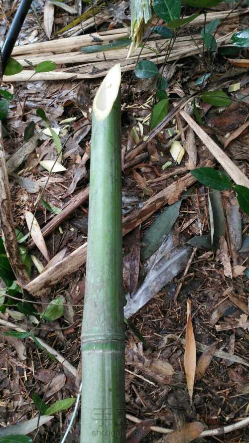 竹编基础之砍竹子方法 第12步