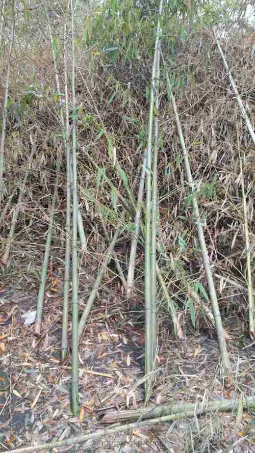 竹编基础之砍竹子方法 第13步
