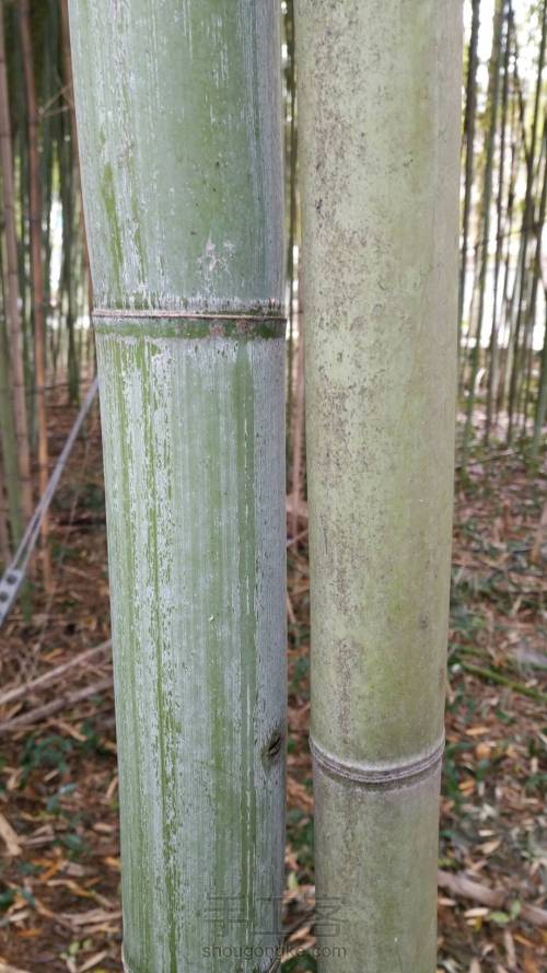 竹编基础之砍竹子方法 第2步